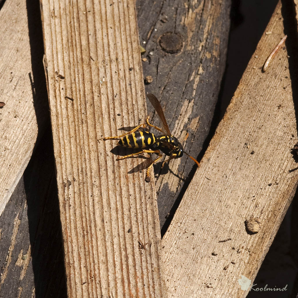 Vespula vulgaris
