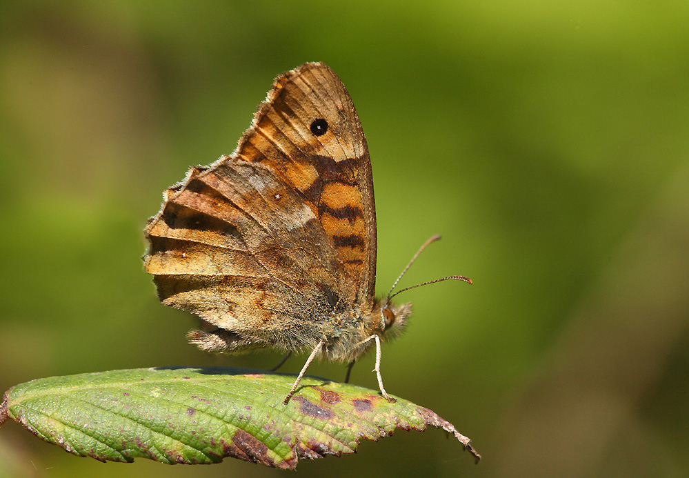 ...Sotto Questo Sole....!!!