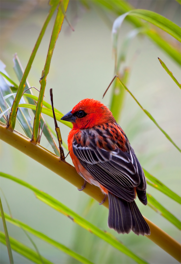 Madagascar Red Fody