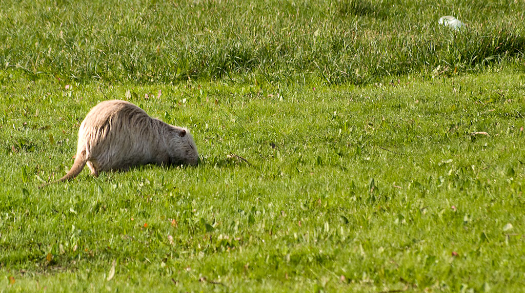 Nutria