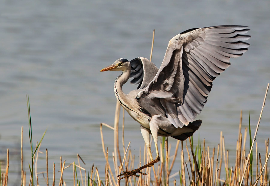 Airone Cenerino (Ardea cinerea)