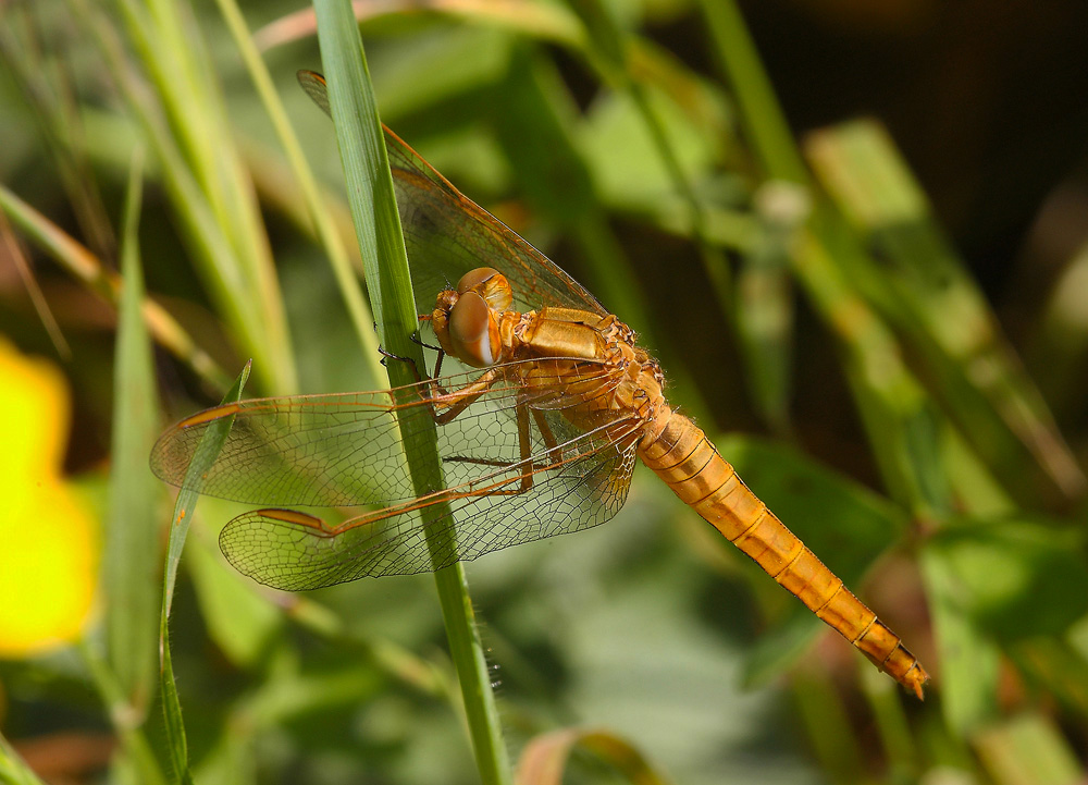 ...Libellula 2010...!!!