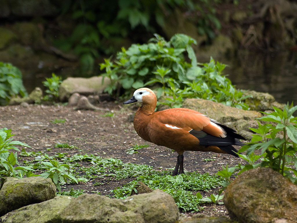 Casarca (Tadorna ferruginea)