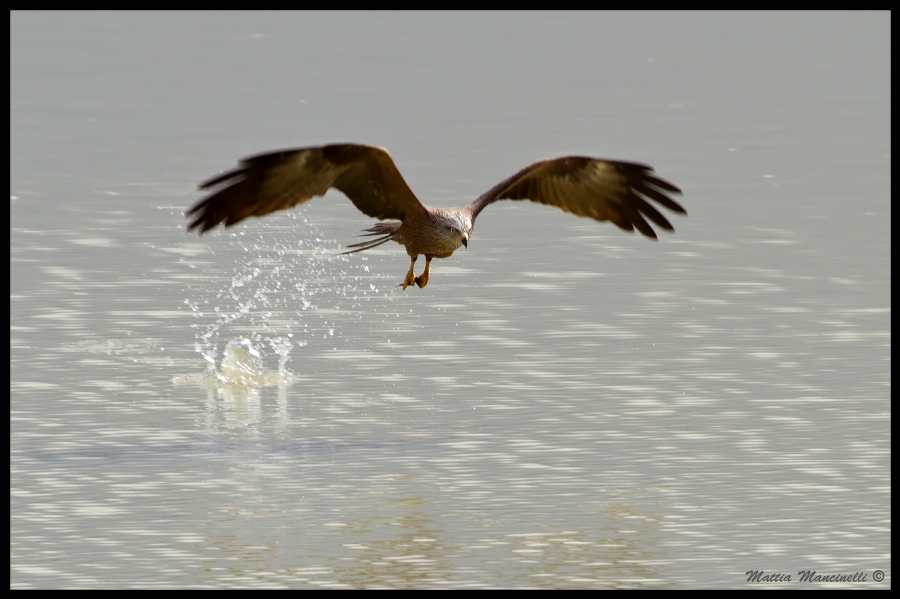 Nibbio bruno a pesca