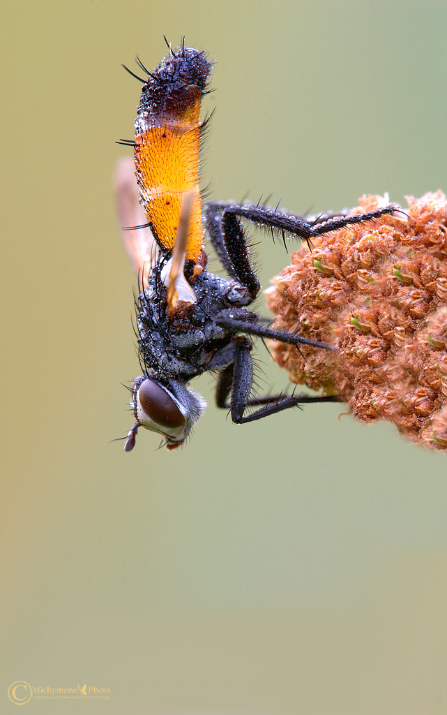 Cylindromyia brassicaria