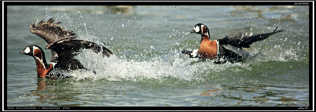Oca Collorosso - disputa