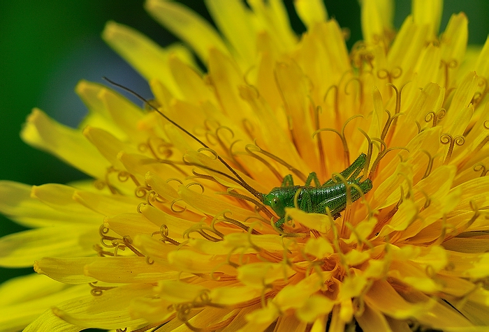 macchiolina verde su giallo....