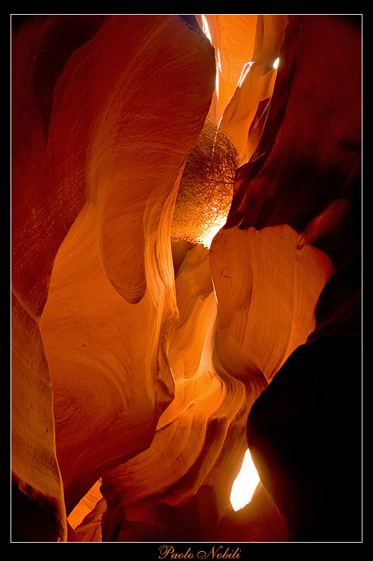 Bushes in the Slot Canyon