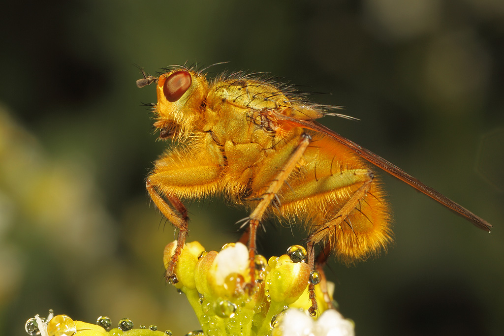 Scatophaga stercoraria