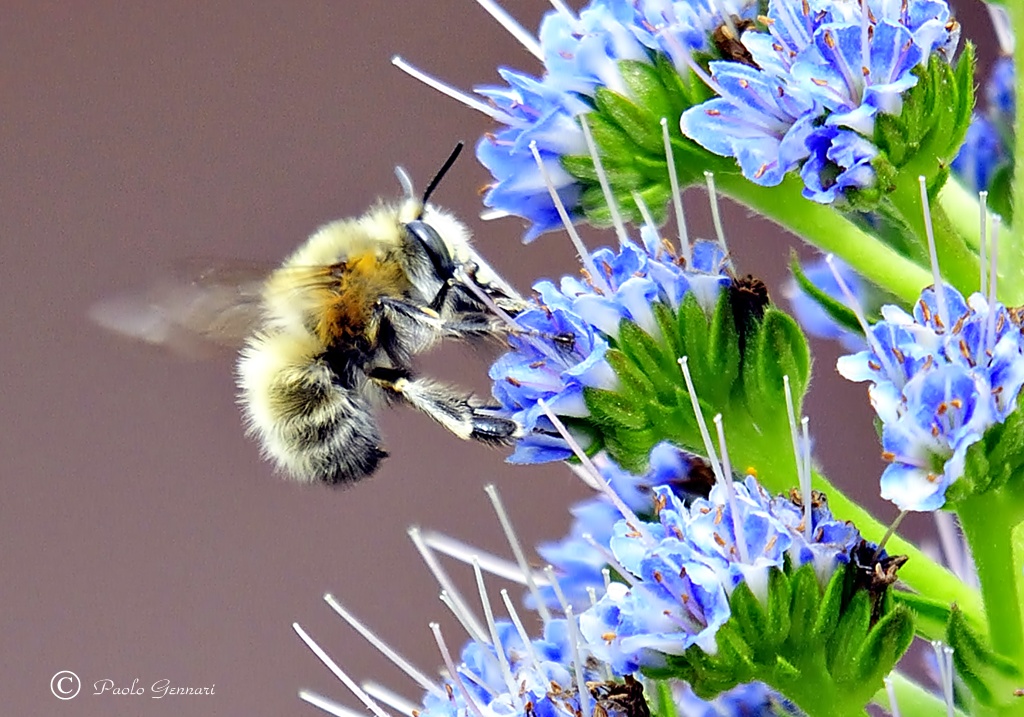 l'arrivo della primavera