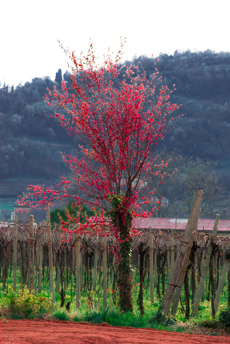 Red Tree