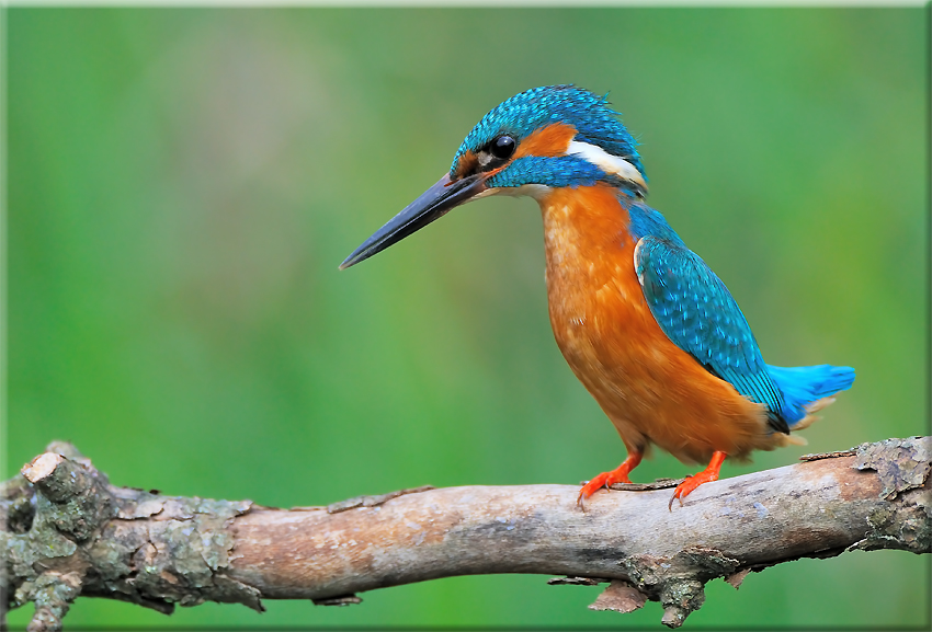 Un'altra visita all'oasi di cervara