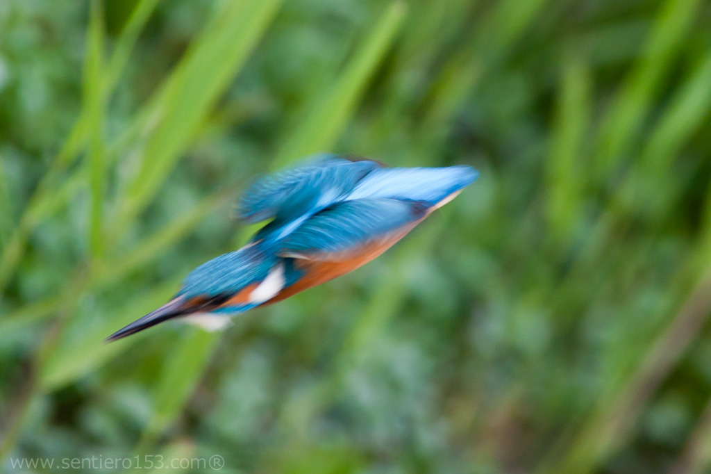 un martino di marti mattina
