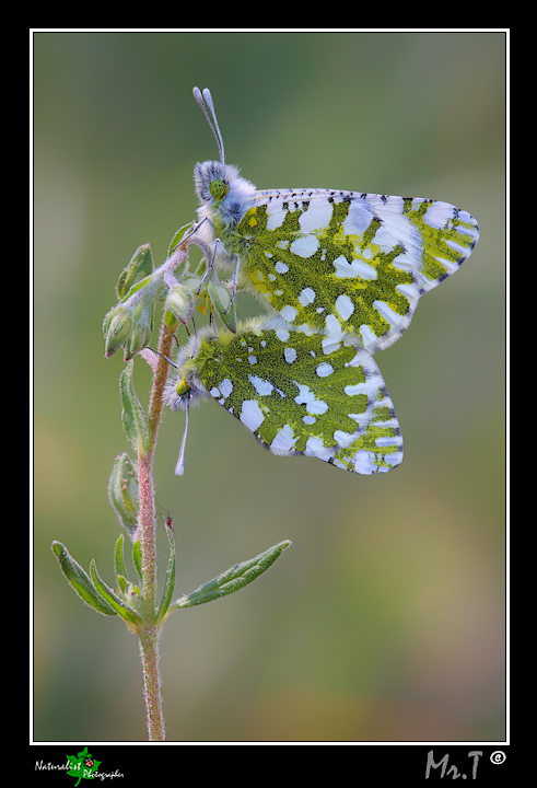 Euchloe ausonia in amore....