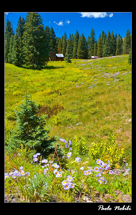 Colorado meadow