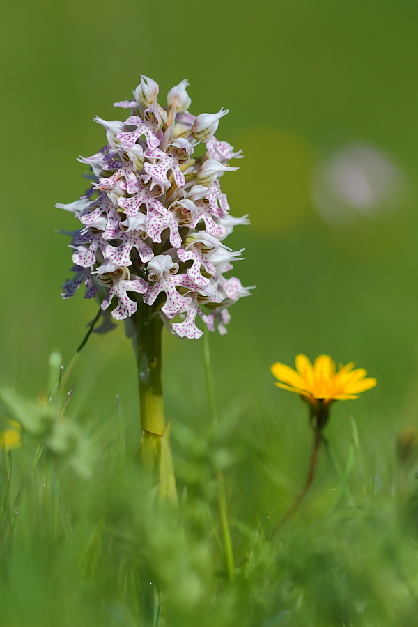 Neotinea lactea - Orchis lactea