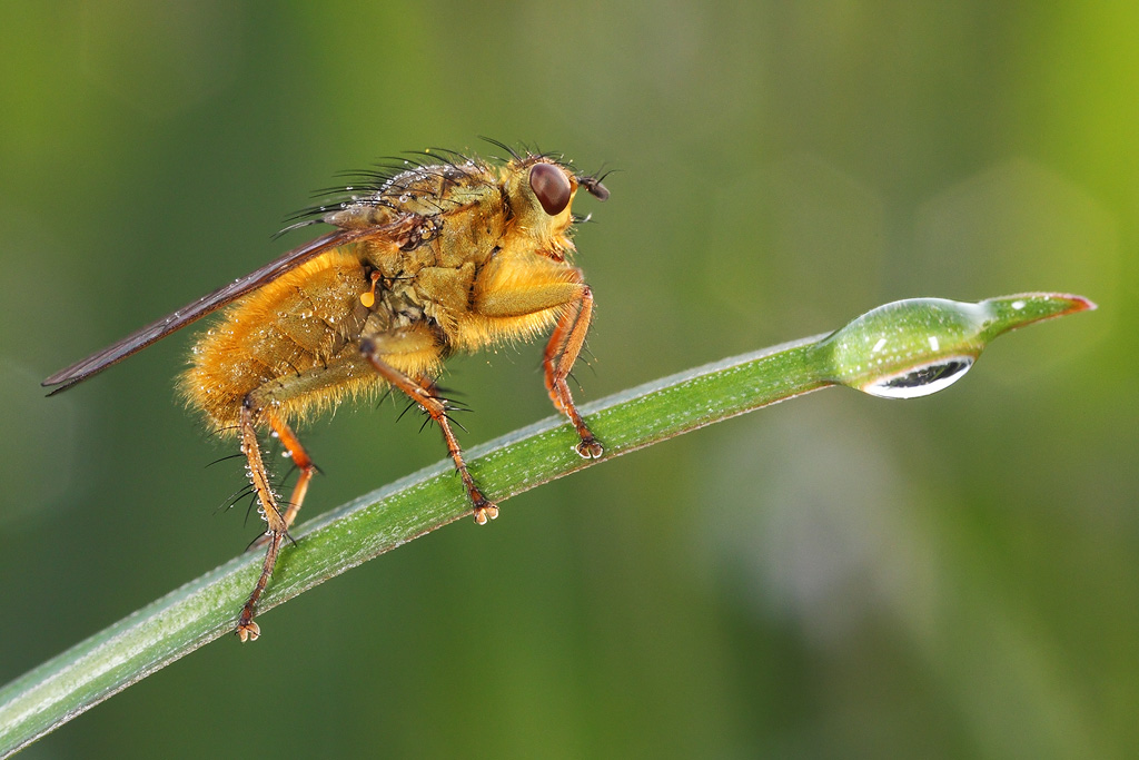 Scatophaga stercoraria