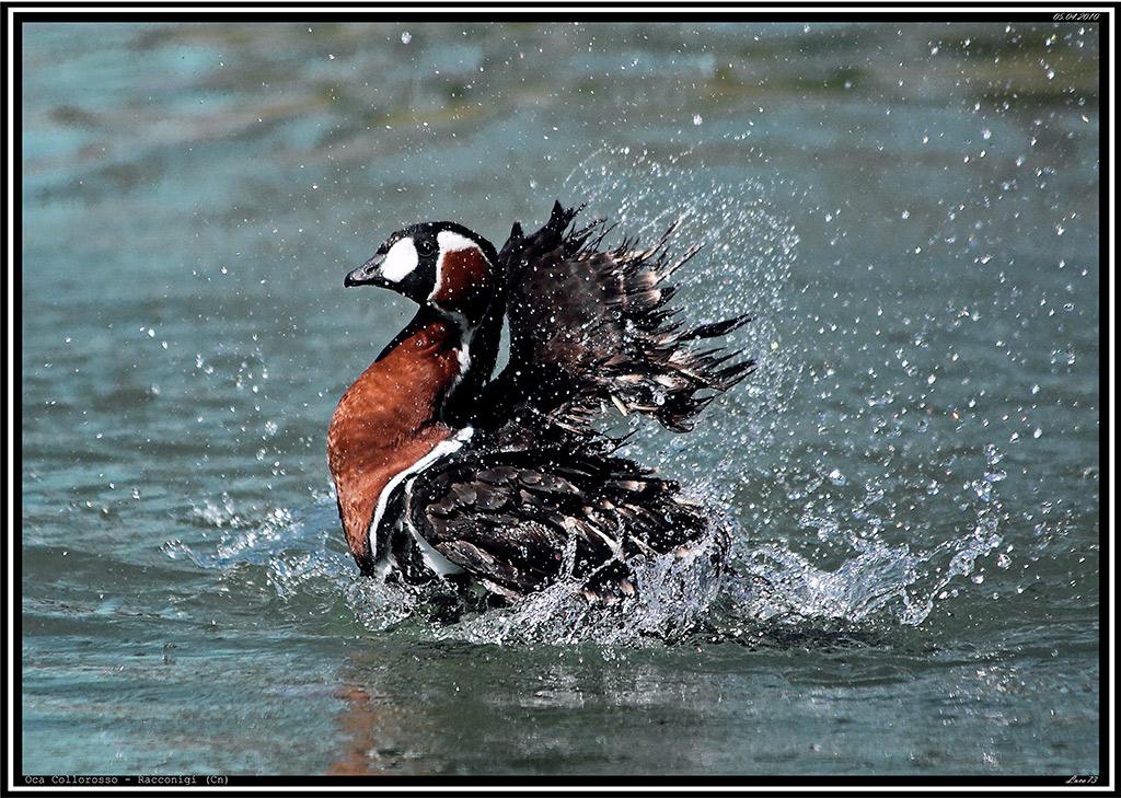 Oca Collorosso # 2
