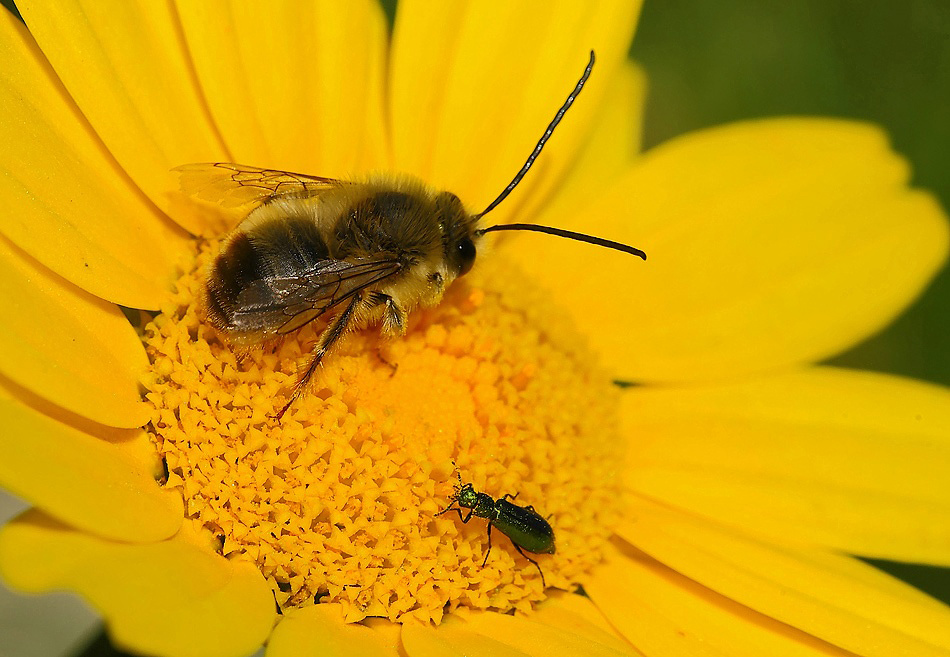 ...Buon Vicinato...!!!