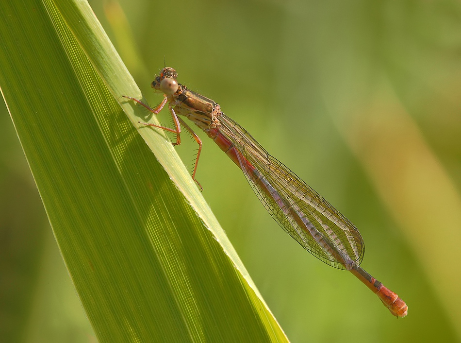 ...Riflessi Nelle Ali...!!!