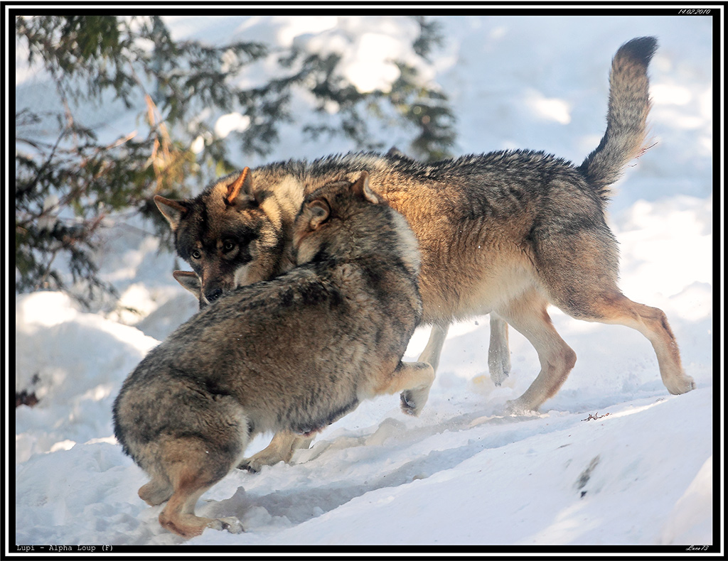 Lupo # 19 - Aggressive