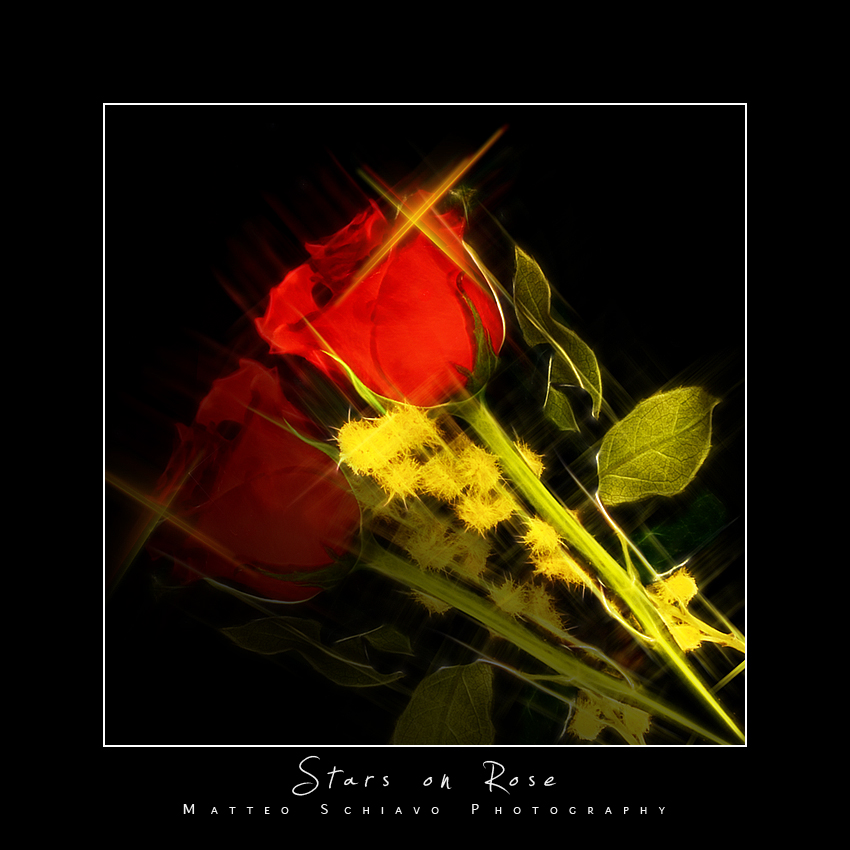 Stars on Rose