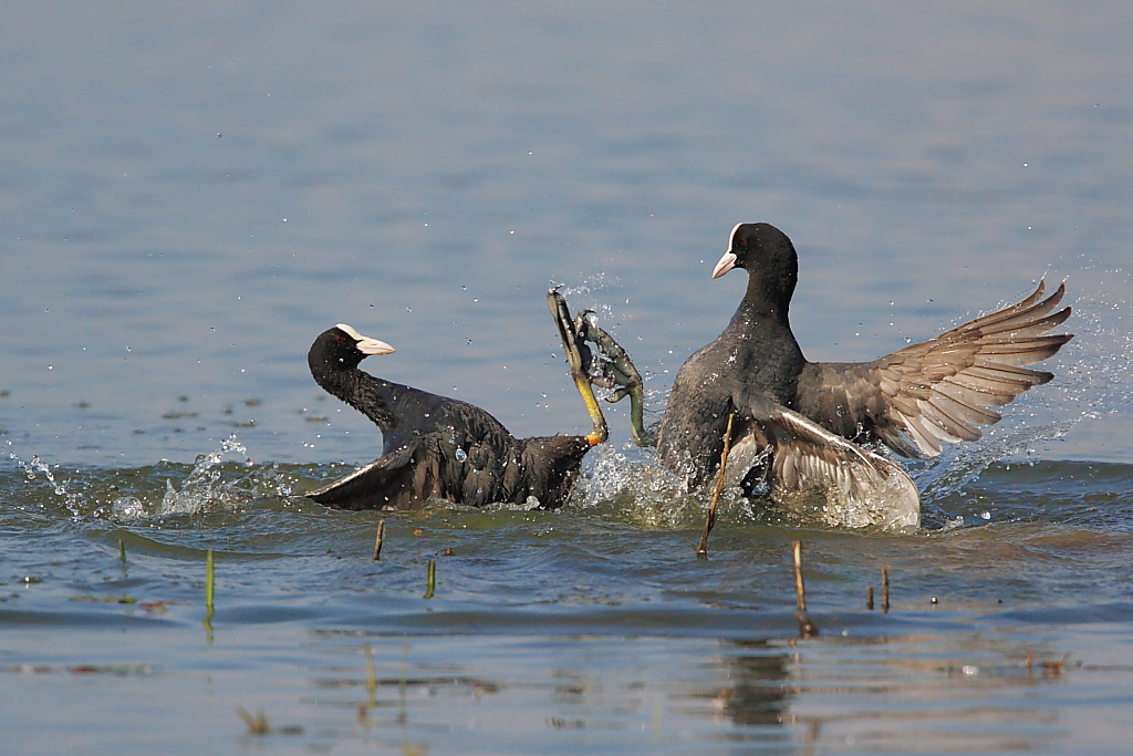 Folaghe in combattimento