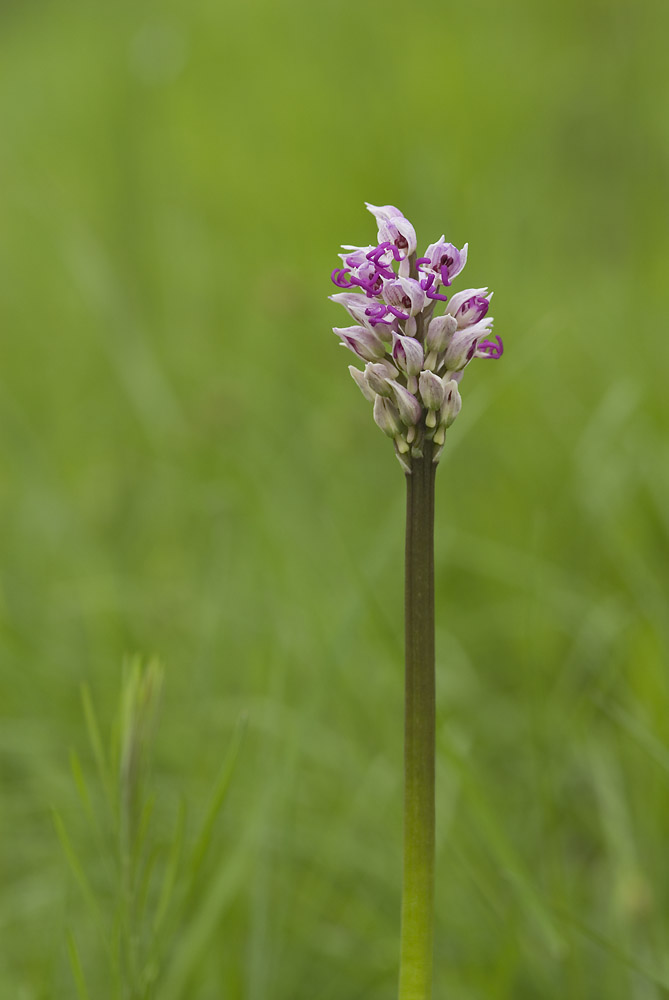 Orchis simia