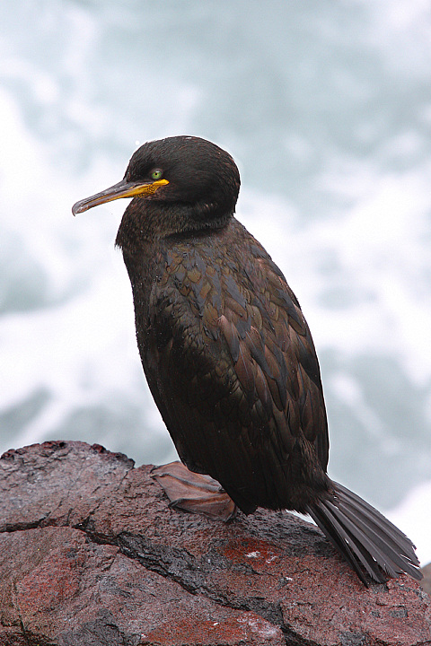 MARANGONE SULLA SCOGLIERA.........