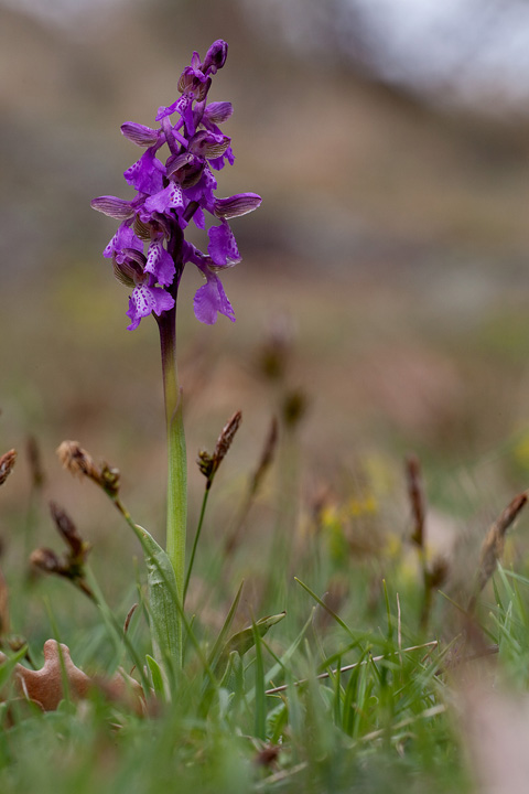 Orchis morio