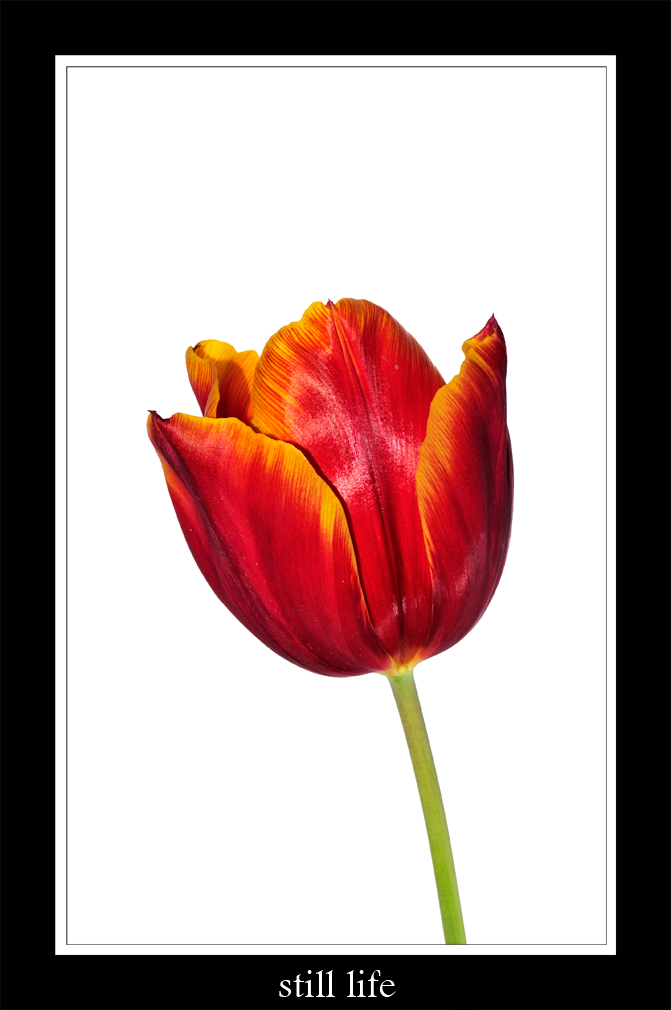 stiil life