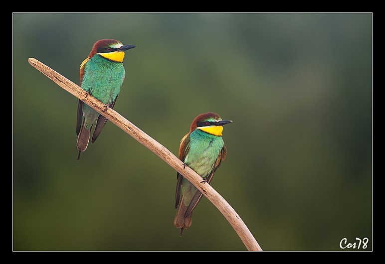 Cara, cosa stai guardando?