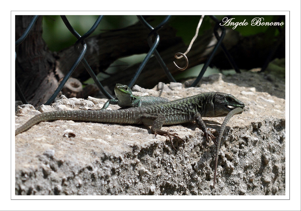 Lucertole in amore....