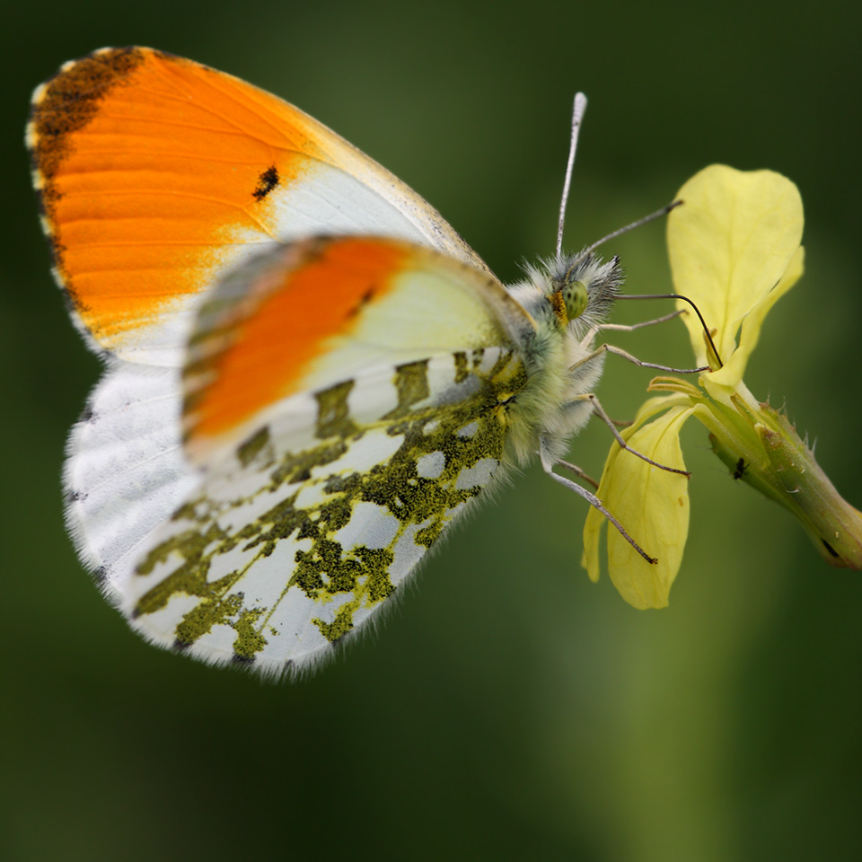 Anthocharis cardamines