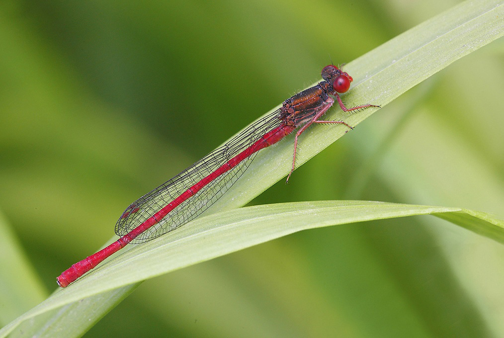 ...Rossa Rampante...!!!