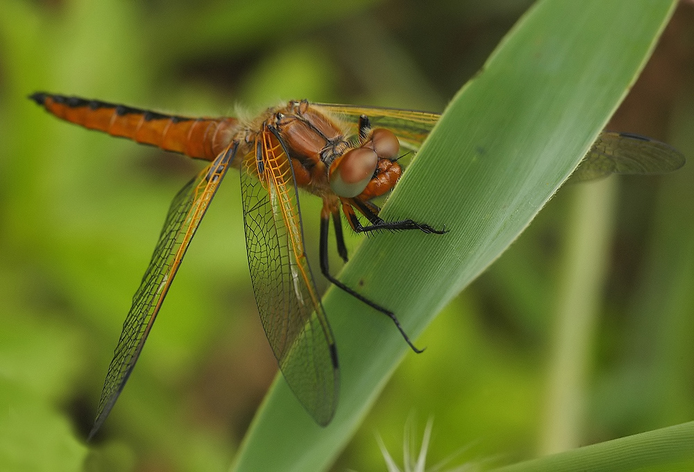 ...Primi Incontri...!!!