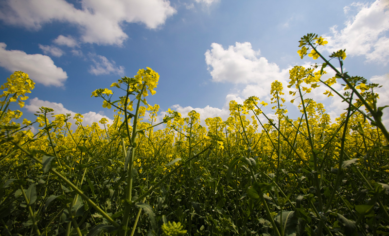 dalla colza in su...