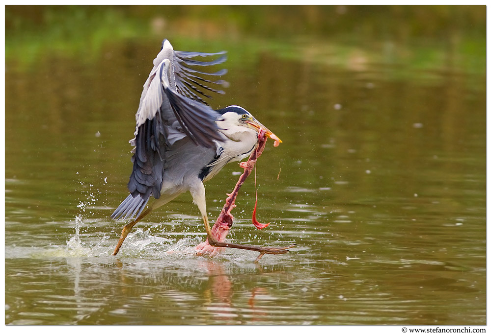 Corsa a pelo d'acqua