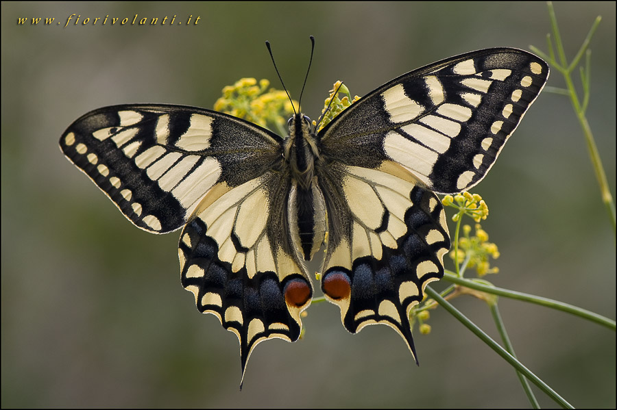 Papilio machaon (linneo, 1758)