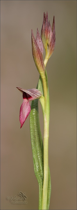 Serapias lingua 2010