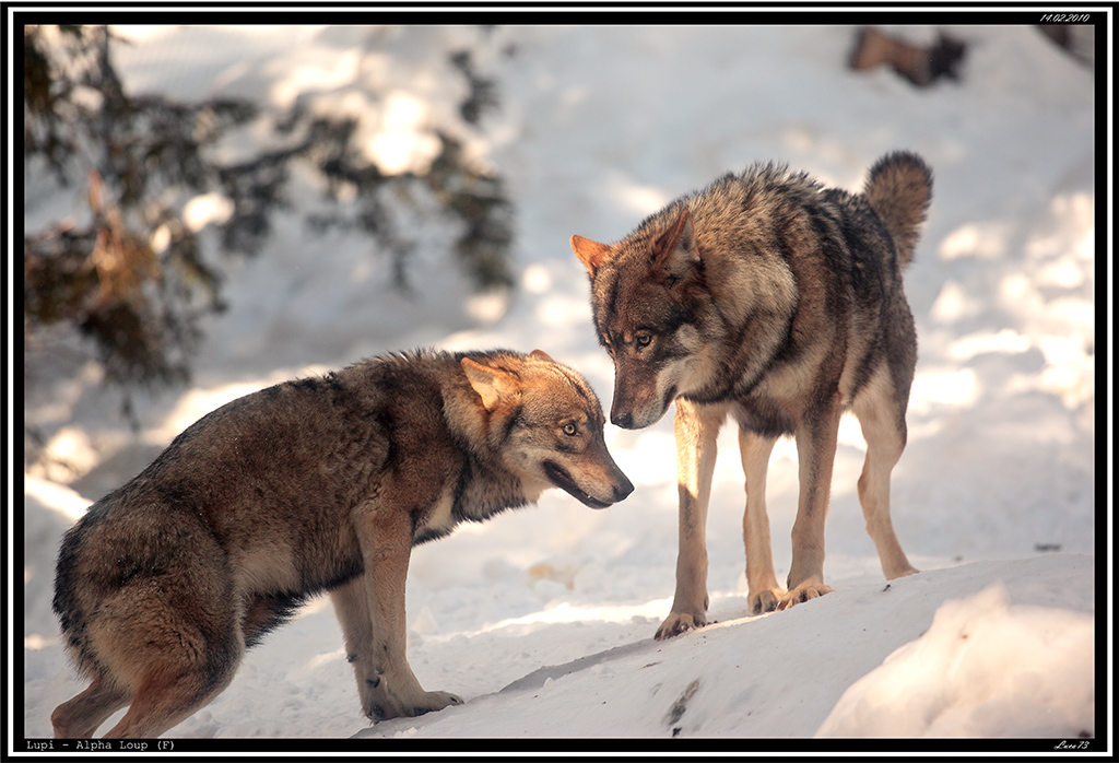 Lupo # 21 - Ritorno all'Ordine!