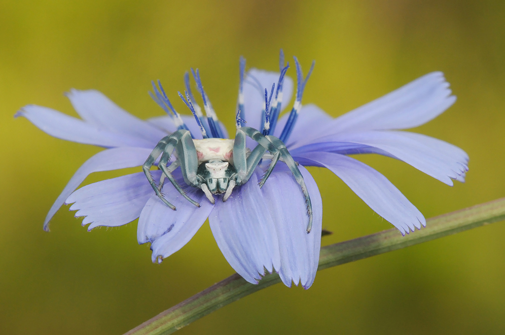 Tomiside su radicchio selvatico