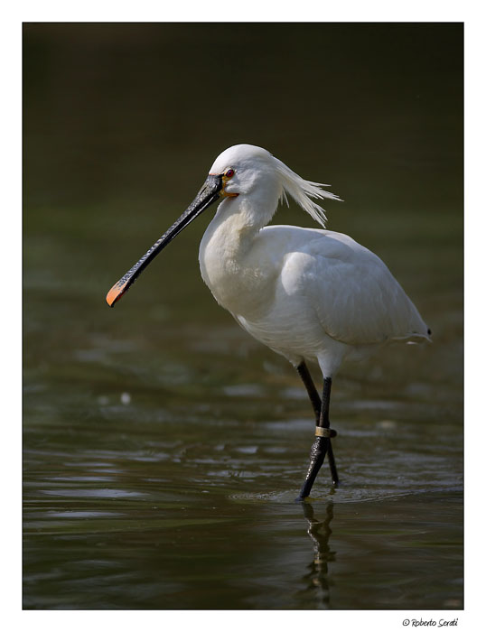 Passeggiando nello stagno