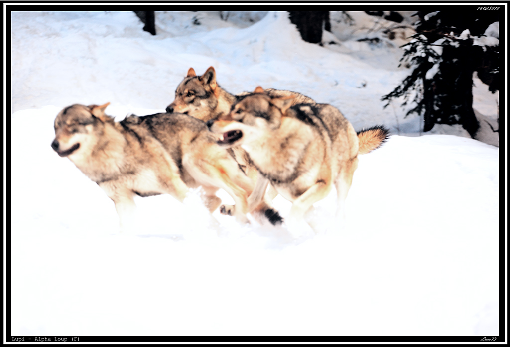 Lupo # 22 - Effimeri!!!