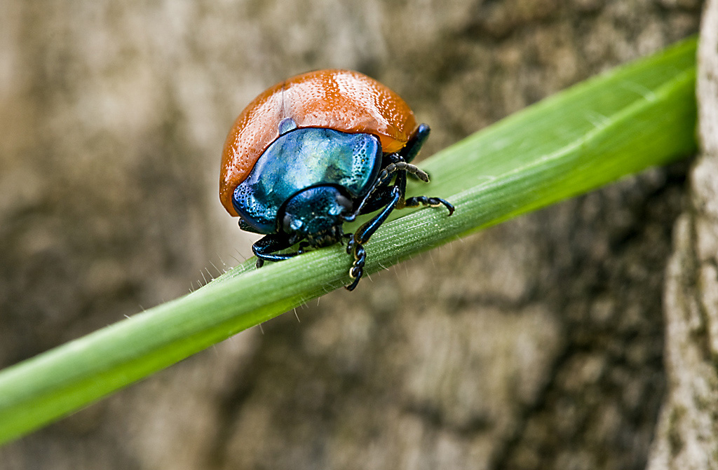 il piccolo coleottero...