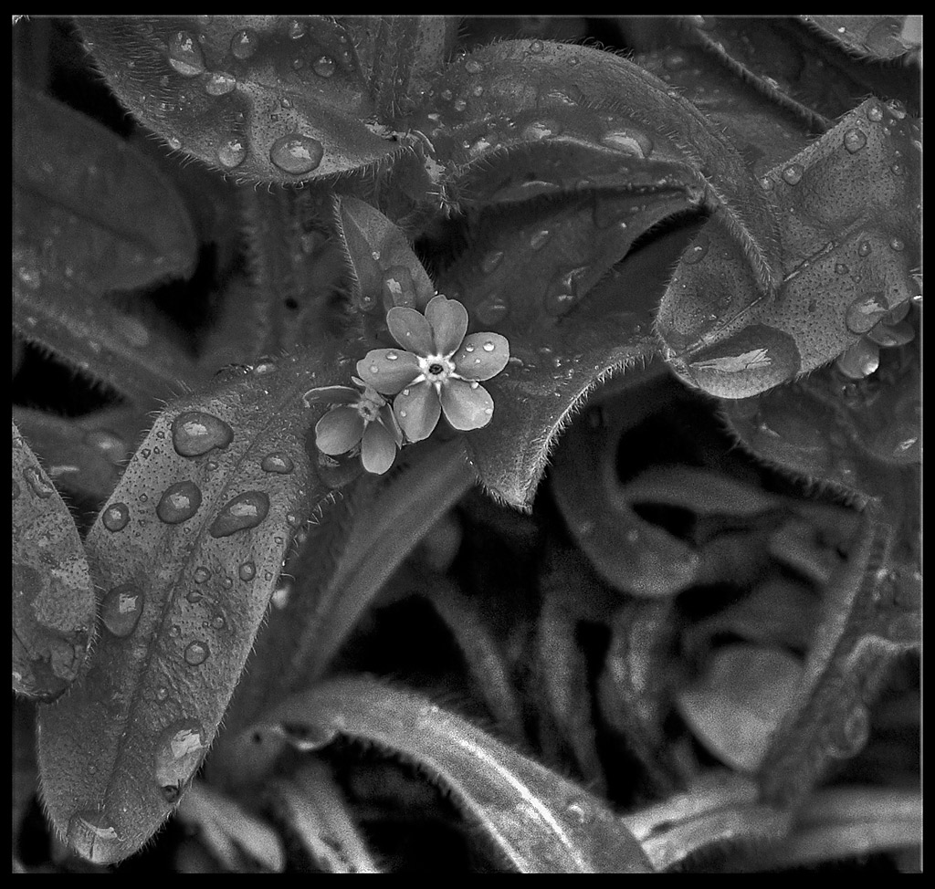 Non ti scordar di me