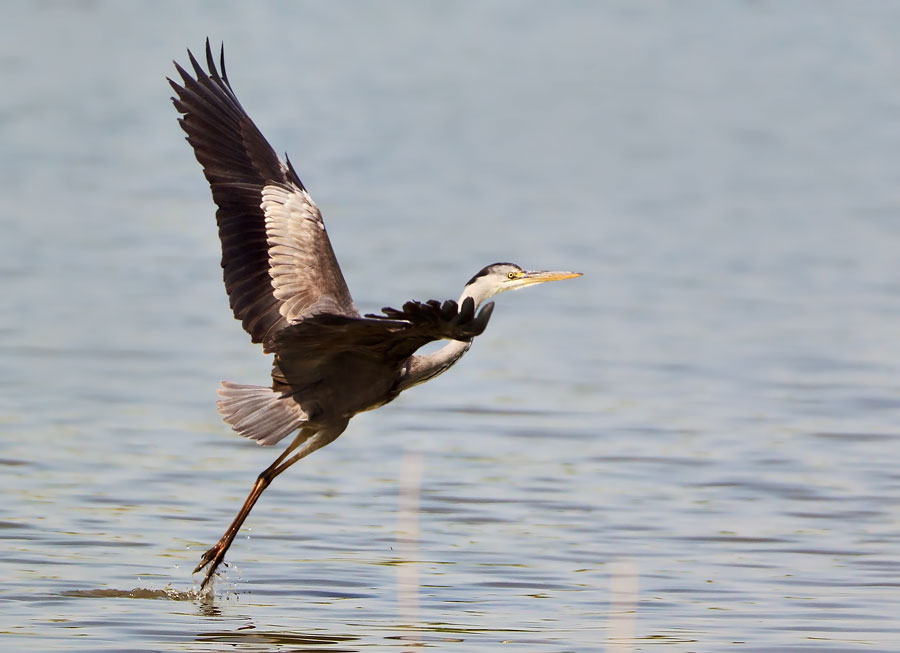 Airone Cenerino (Ardea cinerea)