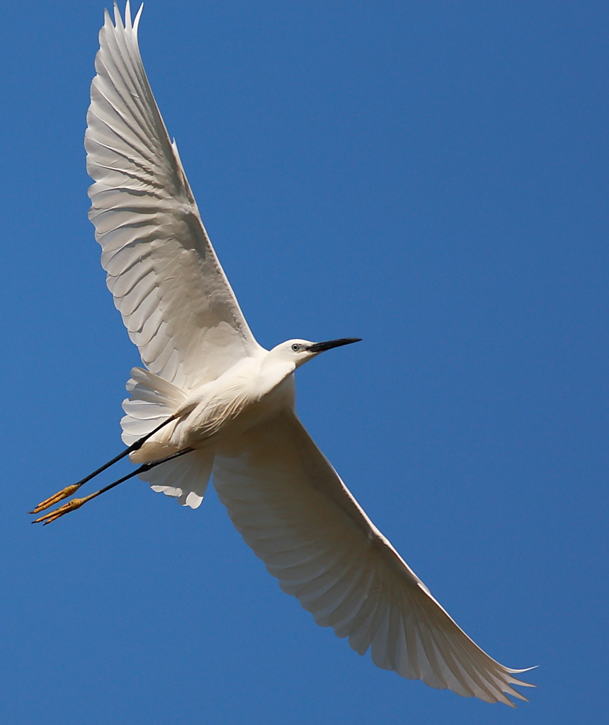 Planata del Cenerino