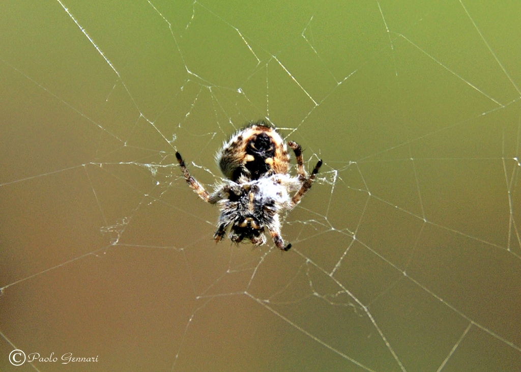 ragno  e ragnatela
