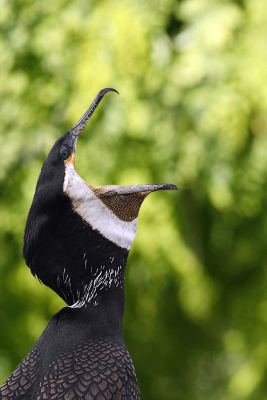 Lurlo del Cormorano 2